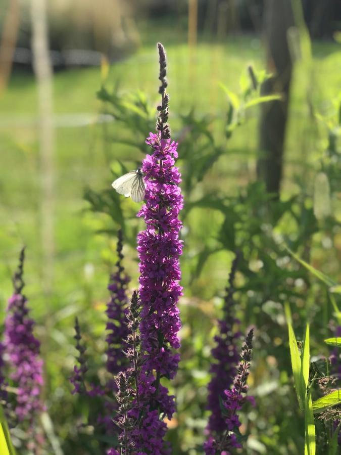 B&B 'T Landschap Boelenslaan Eksteriør billede