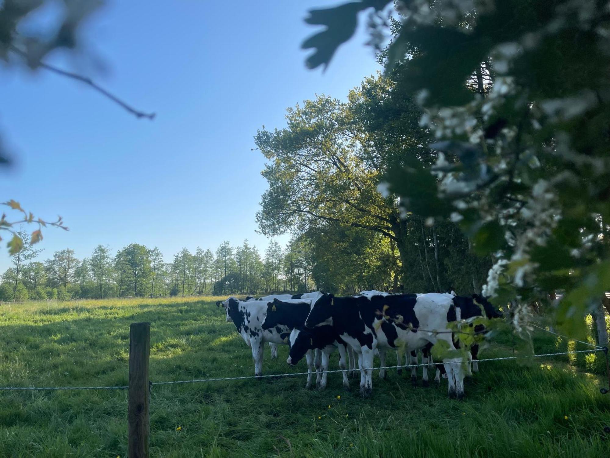 B&B 'T Landschap Boelenslaan Eksteriør billede